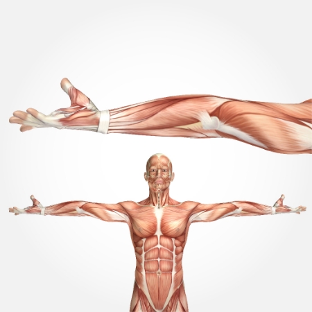 صورة للفئة العضام والعضلات